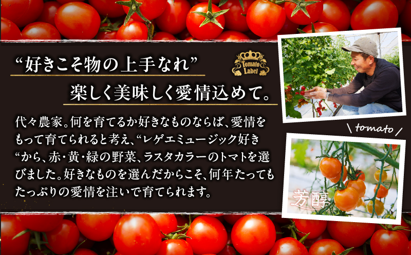 ≪期間限定≫オレンジリトル（計1.6kg） ミニトマト 野菜 サラダ 国産_T040-0011