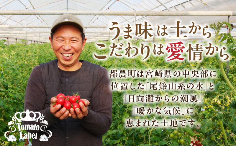 ≪期間限定≫高糖度ミニトマト『ニーゴ25。』(計1.6kg) ミニトマト 野菜 サラダ 国産_T040-0021