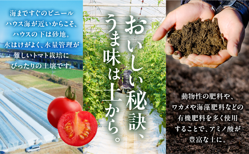 ≪期間限定≫高糖度ミニトマト『ニーゴ25。』(計1.6kg) ミニトマト 野菜 サラダ 国産_T040-0021