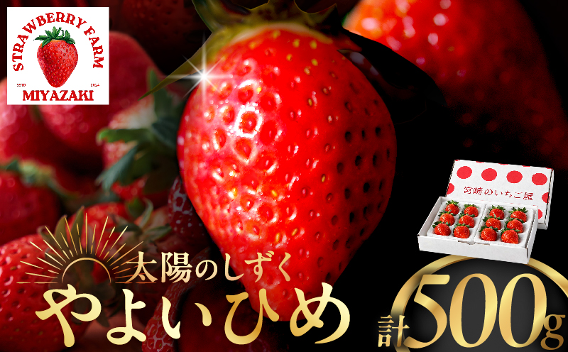 ≪数量限定≫都農町産いちご「やよいひめ」計500g フルーツ 果物 デザート イチゴ 国産_T059-001