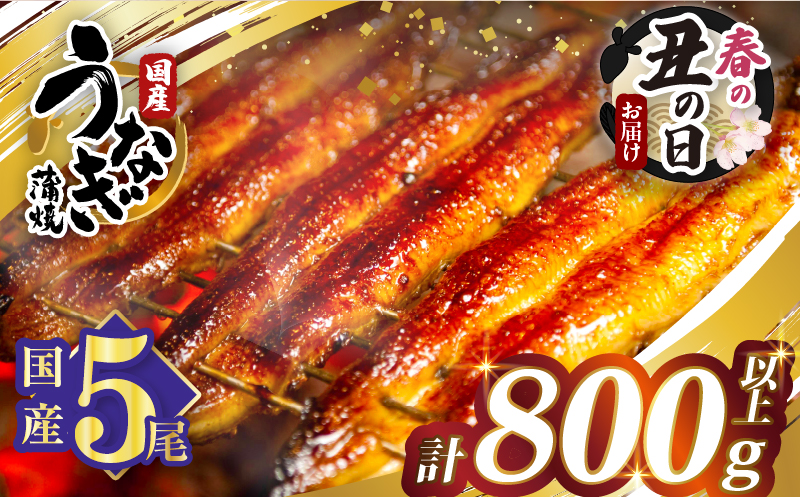 【春の丑の日までにお届け!!】うなぎ蒲焼5尾(さんしょう・たれ付き)計800g以上 鰻 魚 魚介 加工品 国産_T026-0032-US1