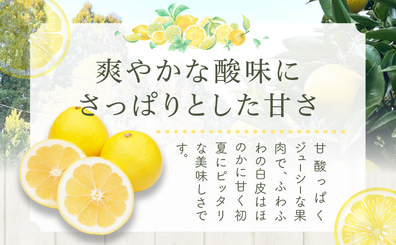 都農町産「訳あり日向夏(約5kg)」 フルーツ 果物 柑橘 国産_T008-004
