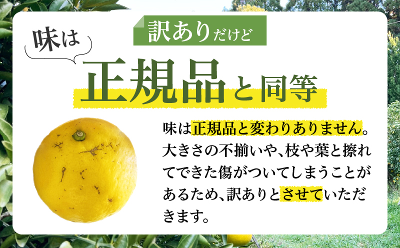 都農町産「訳あり日向夏(約5kg)」 フルーツ 果物 柑橘 国産_T008-004