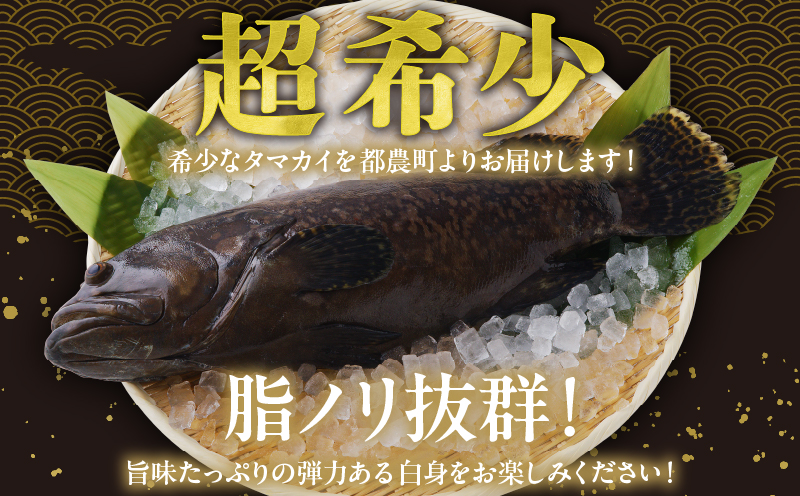 【着日指定】≪数量限定≫都農町産「つのタマカイ活き締め」1尾(3kg以上) 魚 魚介 養殖 希少 国産_T012-002 