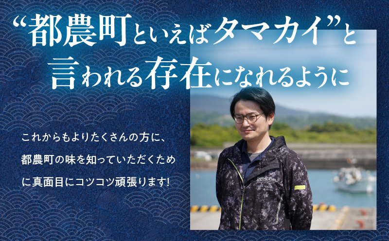 【着日指定】≪数量限定≫都農町産「つのタマカイ活き締め」1尾(3kg以上) 魚 魚介 養殖 希少 国産_T012-002 