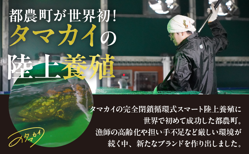 【着日指定】≪数量限定≫都農町産「つのタマカイ活き締め」1尾(3kg以上) 魚 魚介 養殖 希少 国産_T012-002 