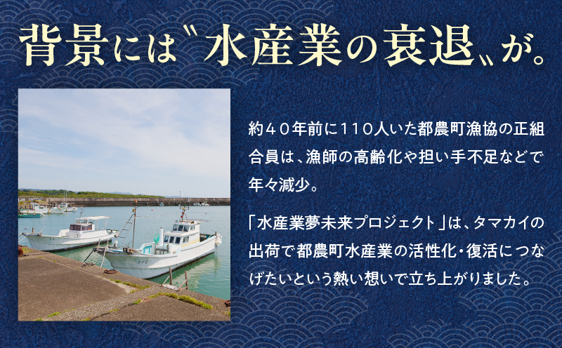 【着日指定】≪数量限定≫都農町産「つのタマカイ活き締め」1尾(3kg以上) 魚 魚介 養殖 希少 国産_T012-002 