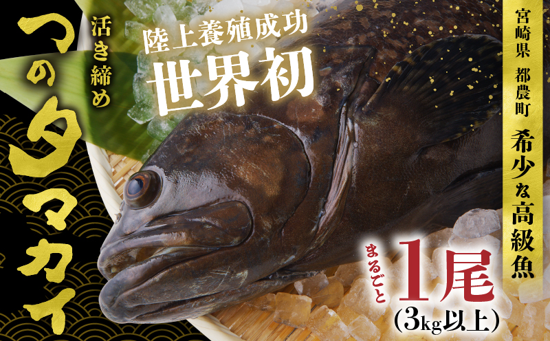 【着日指定】≪数量限定≫都農町産「つのタマカイ活き締め」1尾(3kg以上) 魚 魚介 養殖 希少 国産_T012-002 