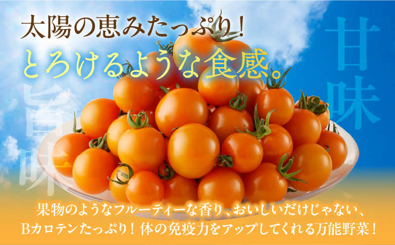 ≪数量限定≫オレンジリトル(合計2㎏) ミニトマト 野菜 サラダ 国産_T040-001-ZO
