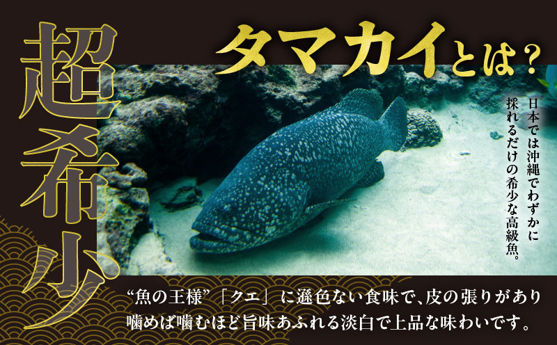 都農町産「つのタマカイ(鍋用・ぶつ切り)2～3人前」計500g 魚 魚介 養殖 希少 国産_T012-001