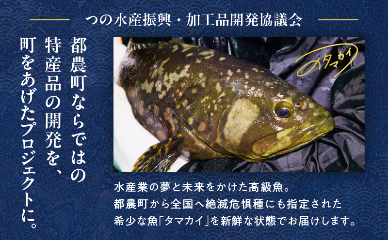 都農町産「つのタマカイ(鍋用・ぶつ切り)2～3人前」計500g 魚 魚介 養殖 希少 国産_T012-001