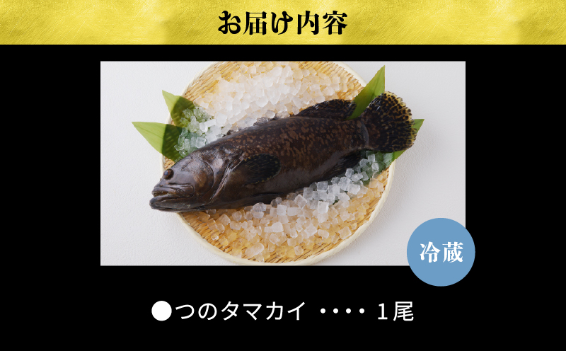 【着日指定】≪数量限定≫都農町産「つのタマカイ活き締め」1尾(3kg以上) 魚 魚介 養殖 希少 国産_T012-002 