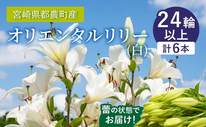 「オリエンタルリリー ユリ」(白) 計6本 生花 切花 百合 国産_T045-001