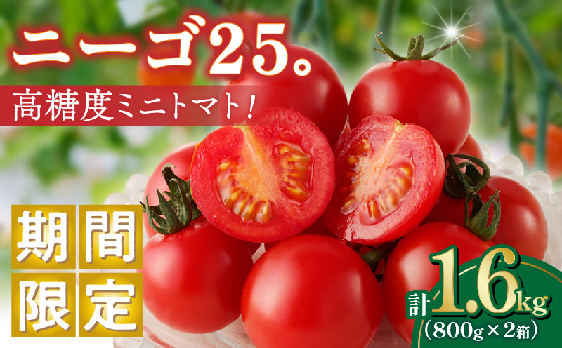 ≪期間限定≫高糖度ミニトマト『ニーゴ25。』(計1.6kg) ミニトマト 野菜 サラダ 国産_T040-0021