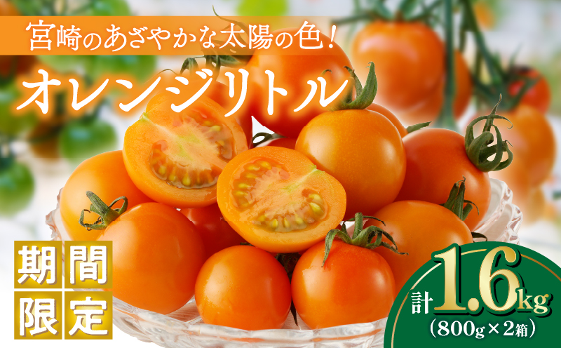 ≪期間限定≫オレンジリトル（計1.6kg） ミニトマト 野菜 サラダ 国産_T040-001