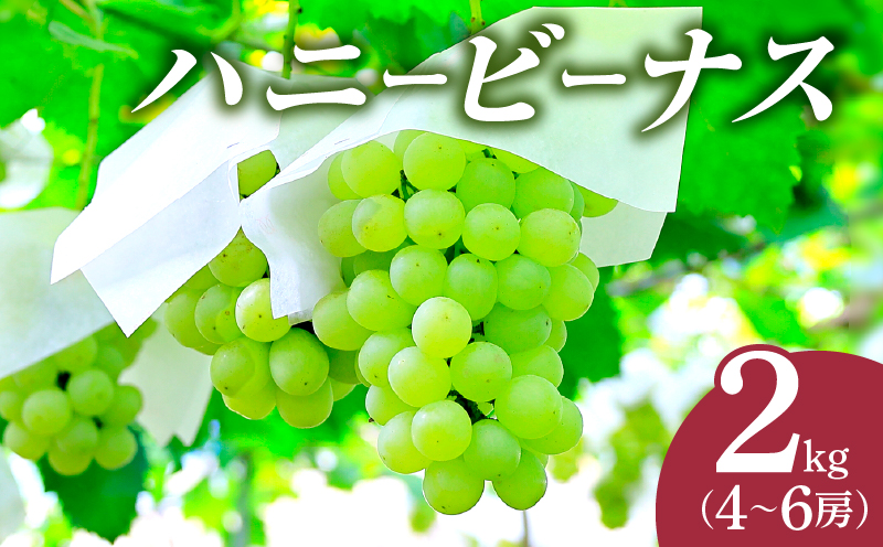 先行予約≪期間限定≫都農町産ハニービーナス(計2kg) ぶどう フルーツ 果物 デザート 国産_T015-0035
