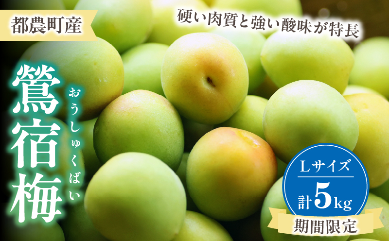 先行予約≪期間限定≫都農町産「鶯宿梅(Lサイズ)」計5kg 梅 梅干し 果物 国産_T008-014