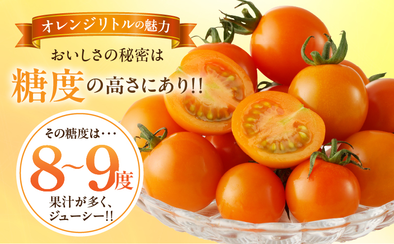 ≪期間限定≫オレンジリトル（計1.6kg） ミニトマト 野菜 サラダ 国産_T040-0011