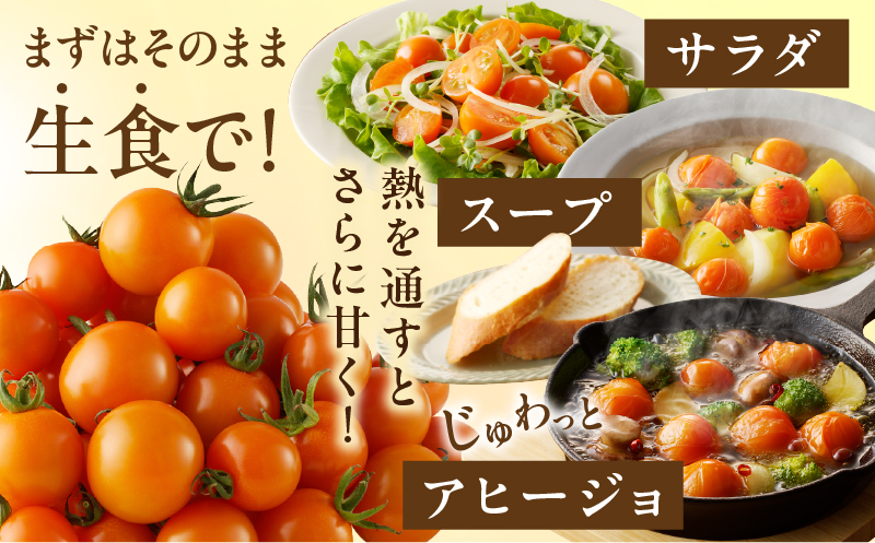 ≪期間限定≫オレンジリトル（計1.6kg） ミニトマト 野菜 サラダ 国産_T040-0011