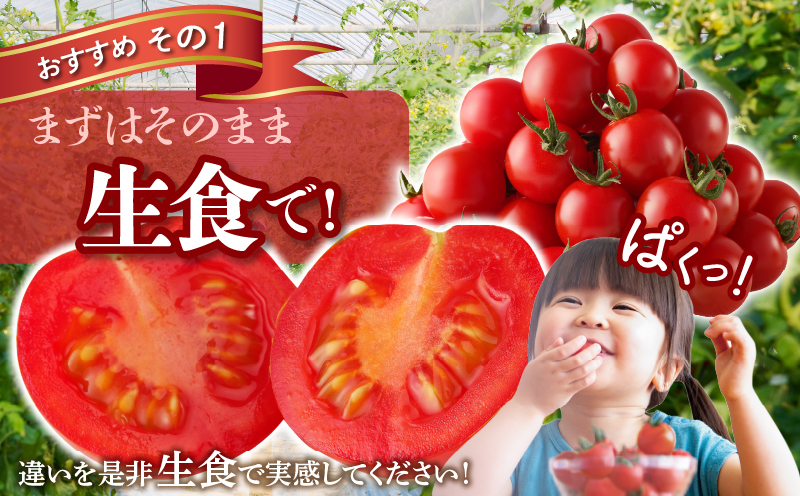 ≪期間限定≫高糖度ミニトマト『ニーゴ25。』(計1.6kg) ミニトマト 野菜 サラダ 国産_T040-0021