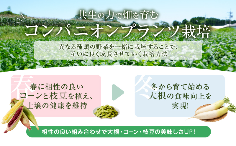 【2週間以内発送】＼ポスト投函／わりぼし大根(キムチ味)計1袋 野菜 漬物 加工品 国産_T003-0165