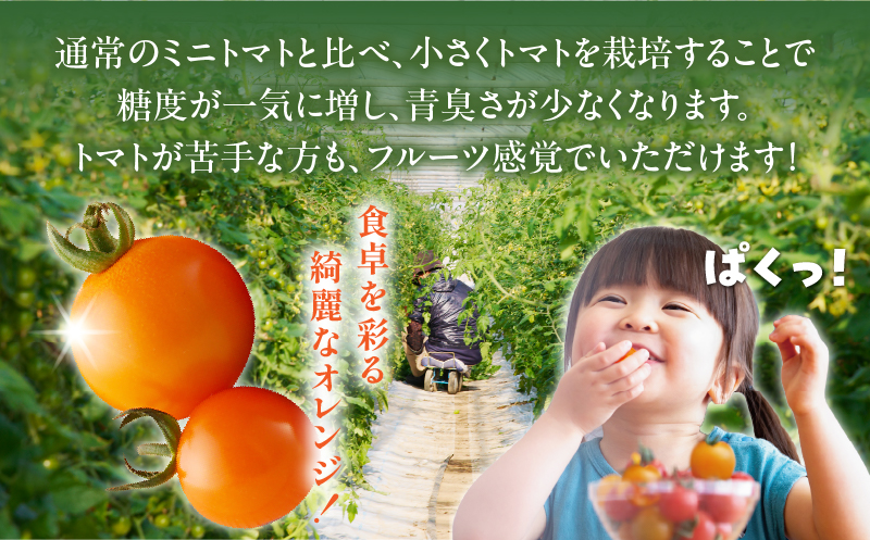 ≪期間限定≫オレンジリトル（計1.6kg） ミニトマト 野菜 サラダ 国産_T040-0011