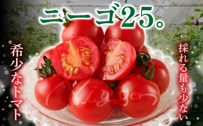 ≪期間限定≫高糖度ミニトマト『ニーゴ25。』(計1.6kg) ミニトマト 野菜 サラダ 国産_T040-0021