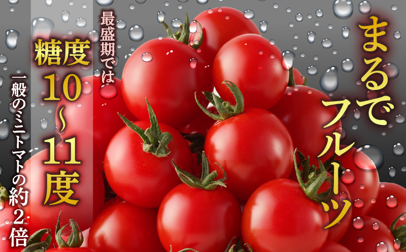 ≪期間限定≫高糖度ミニトマト『ニーゴ25。』(計1.6kg) ミニトマト 野菜 サラダ 国産_T040-0021