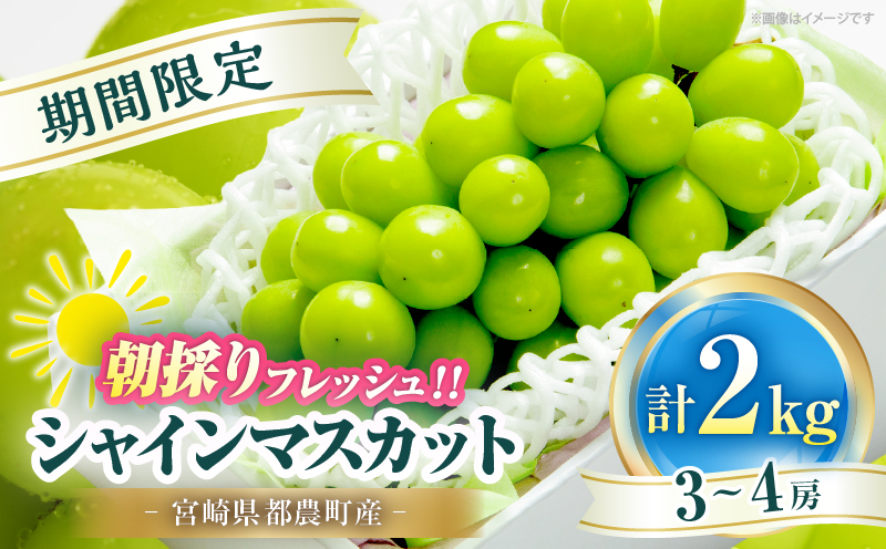 先行予約≪期間限定≫シャインマスカット(計2kg) ぶどう フルーツ 果物 デザート 国産_T051-0015