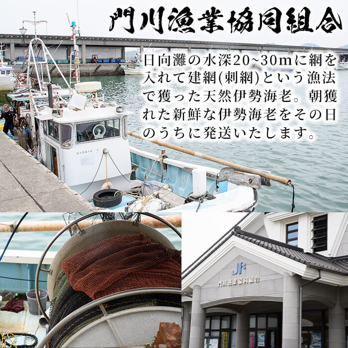 ＜数量限定・期間限定＞天然！門川町産活き伊勢海老(計1kg・約2〜3尾)エビ えび 刺身 魚介 海鮮 朝獲れ 国産【O-4】【門川漁業協同組合】