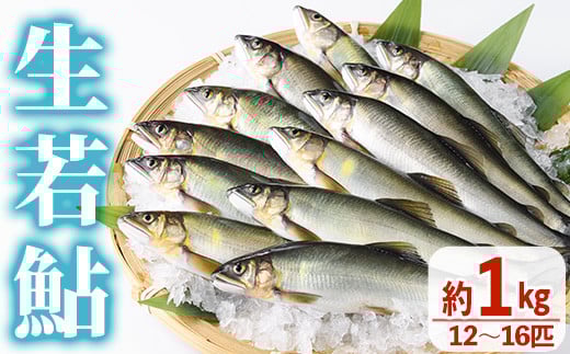 【北海道・離島配送不可】＜先行予約受付中！2026年6～8月の間に発送予定＞生若鮎(約1kg・12～16匹) 鮎 冷蔵 若鮎 生き〆 生きシメ 国産 門川町産 宮崎県産 塩焼き あゆ 川魚 養殖 香魚 期間限定 【ME-01】【米良水産】