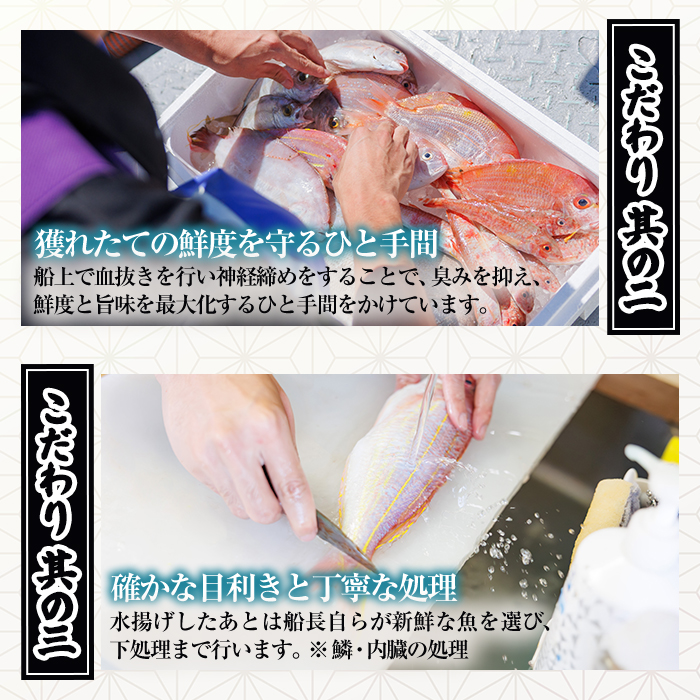 【北海道・離島配送不可】漁師直送！朝獲れ 季節の 鮮魚 詰め合わせ (並) (合計2kg以上・3～5種) 下処理済み 大衆魚 高級魚 未利用魚 冷蔵 BOX ボックス イカ 鯛 海鮮 魚介 食べ比べ 詰合せ 宮崎県産 【O-10】【門川漁業協同組合】
