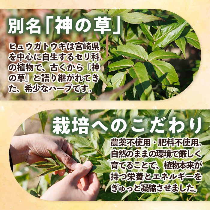 ヒュウガトウキ茶 カプセル(90粒×1袋) トウキ茶 お茶 便利 簡単 生薬 ヒュウガトウキ 日本山人参 宮崎県産 国産【SF-02】【SMILE FARM】