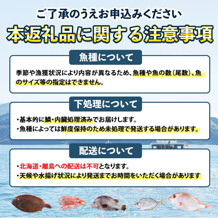 【北海道・離島配送不可】漁師直送！朝獲れ 季節の 鮮魚 詰め合わせ (並) (合計2kg以上・3～5種) 下処理済み 大衆魚 高級魚 未利用魚 冷蔵 BOX ボックス イカ 鯛 海鮮 魚介 食べ比べ 詰合せ 宮崎県産 【O-10】【門川漁業協同組合】