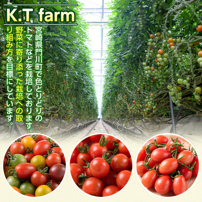 カラフルトマト食べ比べセット(約1kg) 国産 宮崎県産 とまと 野菜 サラダ 黄色 オレンジ みどり 紫 アイコ 赤 セレブスイート 【KT-9】【K.Tfarm】
