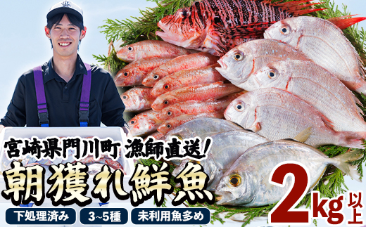 【北海道・離島配送不可】漁師直送！朝獲れ 季節の 鮮魚 詰め合わせ (並) (合計2kg以上・3～5種) 下処理済み 大衆魚 高級魚 未利用魚 冷蔵 BOX ボックス イカ 鯛 海鮮 魚介 食べ比べ 詰合せ 宮崎県産 【O-10】【門川漁業協同組合】