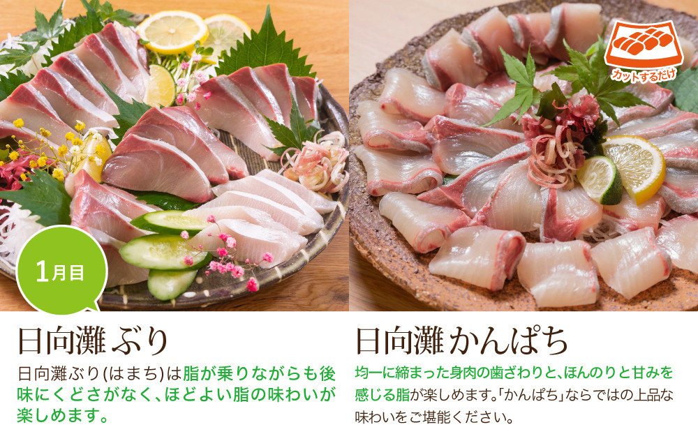 【北海道・離島配送不可】＜定期便・全3回(連続)＞旬の鮮魚(3ヶ月コース)ブリ かんぱち 真鯛 ヒラメ シマアジ サーモン 冷蔵 簡単調理 刺身 国産 お造り 柵 お楽しみ 切るだけ【UZ-02】【請関水産】