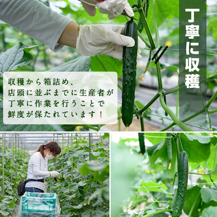 å®®åŽçç£ãã
ãã(5kg)éè ããã æ¬ æ°é®® ãµã©ã ãã¥ãŠãª è¡ç å·èµ å®®åŽçç£ãNS-1ããäžæŸ€èŸ²åã