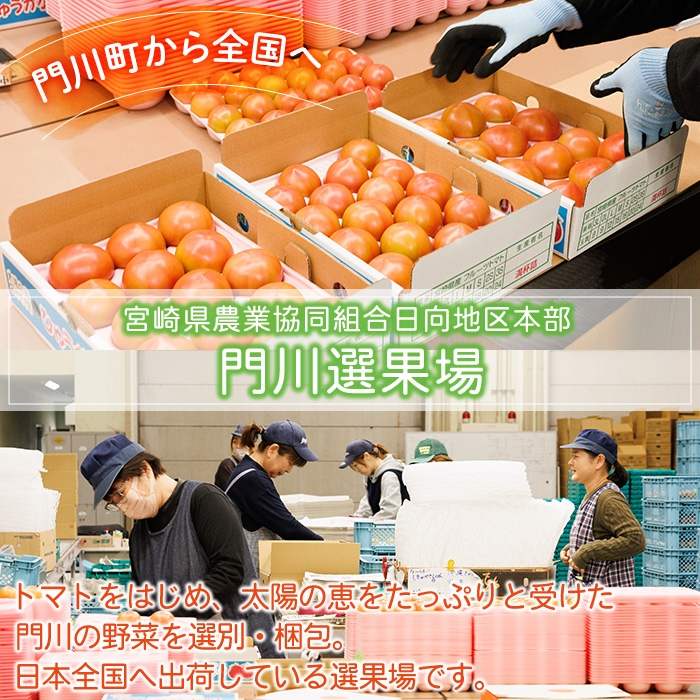 門川ひなたのトマト(800g×1箱) 高糖度 トマト フルーツトマト 野菜 旬野菜 冷蔵 門川町産 宮崎県 門川町 【TM-01】【宮崎県農業協同組合日向地区本部(門川選果場)】