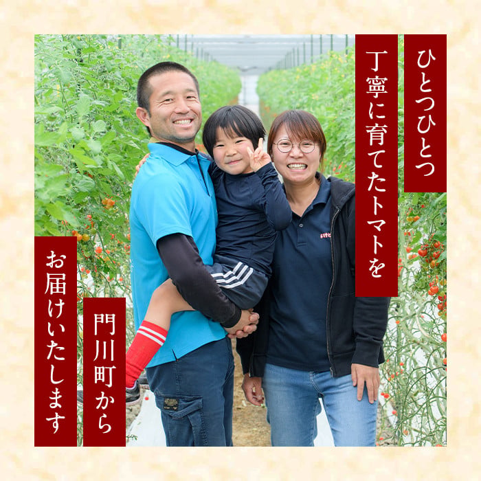 訳あり 規格外 数量限定 門川町産 ミニトマト(計2kg)  訳あり 規格外 数量限定 門川町産 ミニトマト 期間限定 生活応援 とまと 野菜 ミックス 生 旬野菜 冷蔵 【X-9】【いけとも農園】