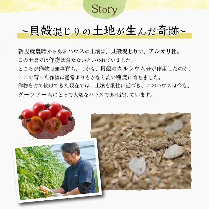 ＜先行予約受付中！2025年12月から順次発送予定＞＜期間限定＞ ミニトマト(約3kg) 野菜 とまと フルーツトマト サマー千果 アイコ サラダ 【GF-2】【グーファーム】