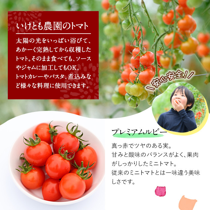 訳あり 規格外 数量限定 門川町産 ミニトマト(計2kg)  訳あり 規格外 数量限定 門川町産 ミニトマト 期間限定 生活応援 とまと 野菜 ミックス 生 旬野菜 冷蔵 【X-9】【いけとも農園】