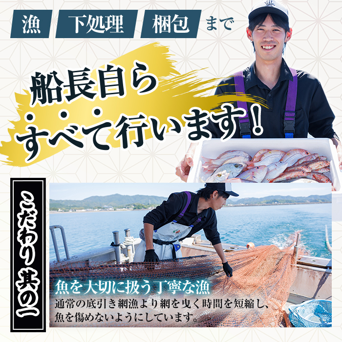 【北海道・離島配送不可】漁師直送！朝獲れ 季節の 鮮魚 詰め合わせ (並) (合計2kg以上・3～5種) 下処理済み 大衆魚 高級魚 未利用魚 冷蔵 BOX ボックス イカ 鯛 海鮮 魚介 食べ比べ 詰合せ 宮崎県産 【O-10】【門川漁業協同組合】