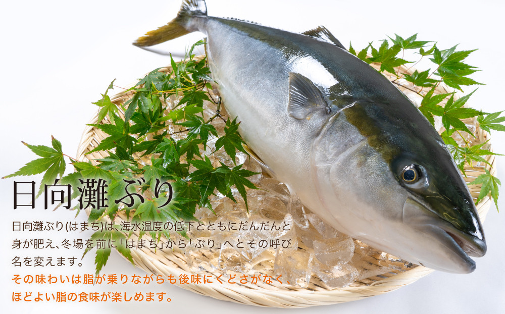 【北海道・離島配送不可】日向灘ぶりのお刺身(約400〜550g)魚介 魚 旬 海鮮 ブリ 鰤 ぶり柵 刺身 しゃぶしゃぶ 冷蔵 宮崎県 門川町【UZ-03】【請関水産】
