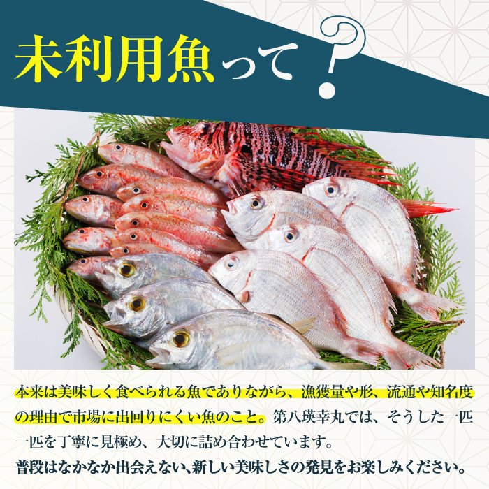 【北海道・離島配送不可】漁師直送！朝獲れ 季節の 鮮魚 詰め合わせ (並) (合計2kg以上・3～5種) 下処理済み 大衆魚 高級魚 未利用魚 冷蔵 BOX ボックス イカ 鯛 海鮮 魚介 食べ比べ 詰合せ 宮崎県産 【O-10】【門川漁業協同組合】