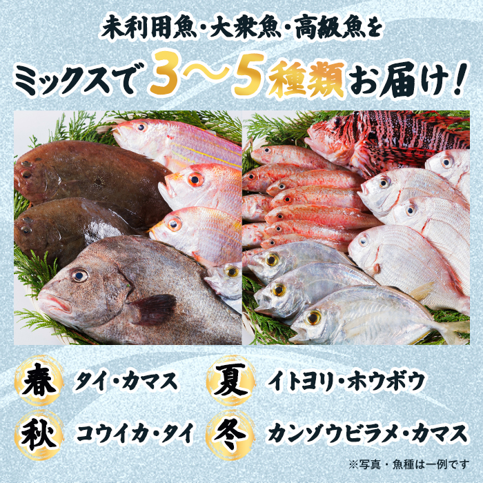 【北海道・離島配送不可】漁師直送！朝獲れ 季節の 鮮魚 詰め合わせ (並) (合計2kg以上・3～5種) 下処理済み 大衆魚 高級魚 未利用魚 冷蔵 BOX ボックス イカ 鯛 海鮮 魚介 食べ比べ 詰合せ 宮崎県産 【O-10】【門川漁業協同組合】