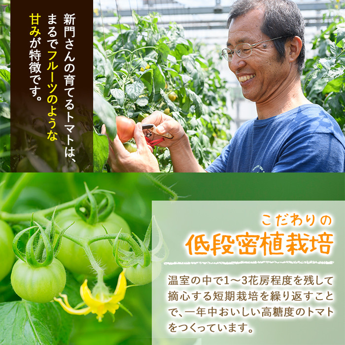 ひなたのとまと(計2.2kg・1.1kg×2箱)トマト フルーツトマト 糖度 9度 以上 野菜 旬野菜 冷蔵 門川町産 宮崎県 門川町【A-3】【株式会社 新門トマト農園】