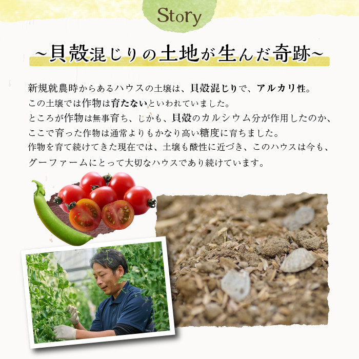 ＜先行予約受付中！2026年2月下旬～4月上旬の間に発送予定＞＜期間限定＞ミニトマト(約1.5kg)とスナップエンドウ(約1kg)野菜 とまと えんどう豆 フルーツトマト サンチェリーピュア ダルタリー アイコ サラダ【GF-3】【グーファーム】