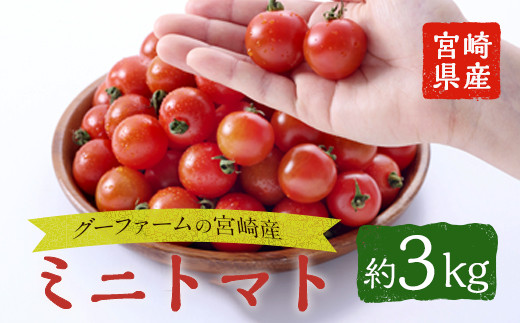 ＜先行予約受付中！2025年12月から順次発送予定＞＜期間限定＞ ミニトマト(約3kg) 野菜 とまと フルーツトマト サマー千果 アイコ サラダ 【GF-2】【グーファーム】
