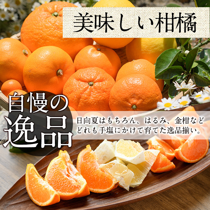 ＜先行予約受付中！2026年2月下旬～4月末発送予定＞宮崎県門川町産せとか(約3kg) 柑橘 果物 数量限定 期間限定 国産 フルーツ 常温保存 遠見半島 宮崎県 門川町 【AE-18】【勝農園】
